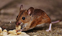 24 Hour & Emergency Exterminators in State Farm Ins Il Region Ofc, IL